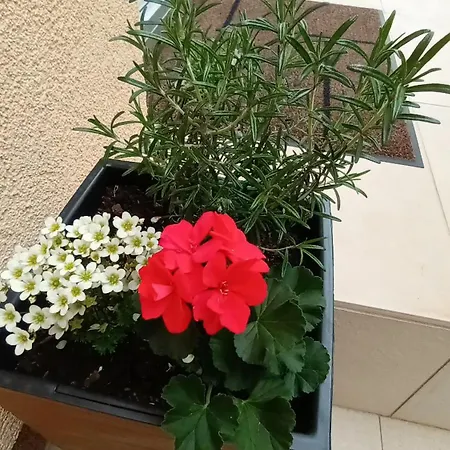 Apartman Sandra -Private Parking And Garden Zadar Exterior photo